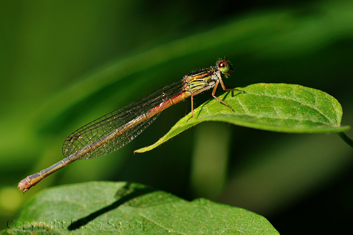 Ceriagrion tenellum femmina - Ceriagrion tenellum